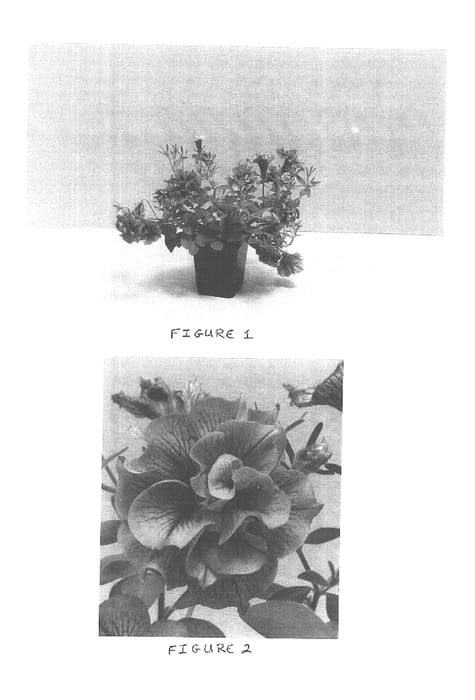Figure 1 of US plant patent PP15113, the photograph of Balrufimvein printed in the patent.