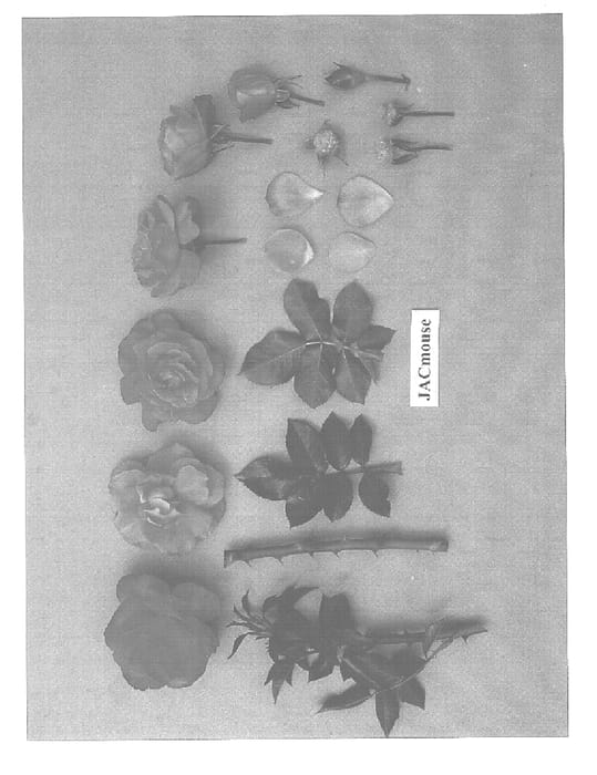 Figure 1 of US plant patent PP15114, the photograph of JACmouse printed in the patent.