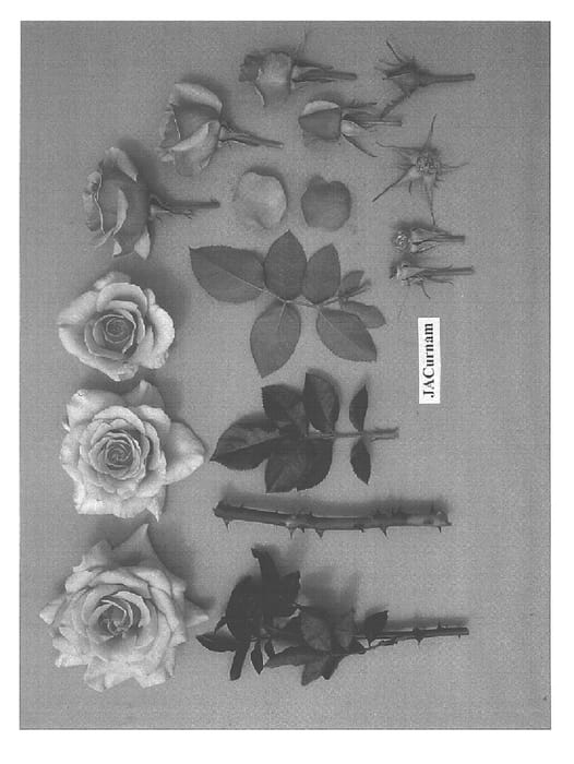 Figure 1 of US plant patent PP15115, the photograph of JACurnam printed in the patent.
