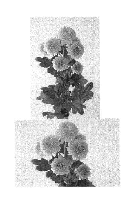 Figure 1 of US plant patent PP15116, the photograph of Verburch printed in the patent.