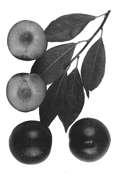 Figure 1 of US plant patent PP15117, the photograph of Balscavbon printed in the patent.