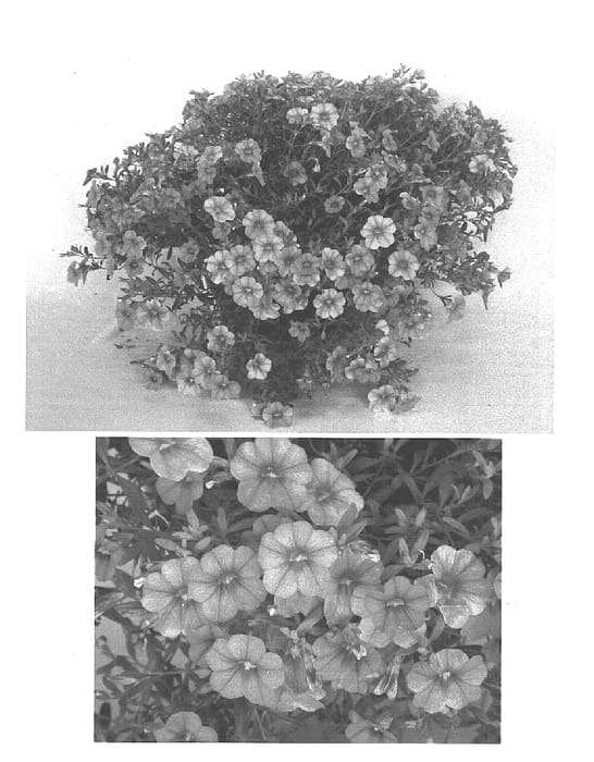 Figure 1 of US plant patent PP15118, the photograph of Kiecasal printed in the patent.