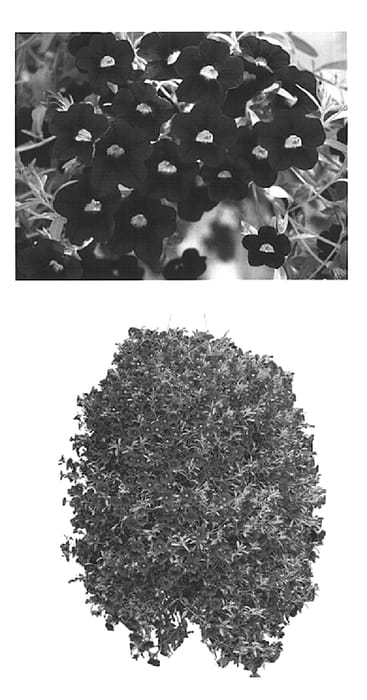 Figure 1 of US plant patent PP15119, the photograph of Wescadarkblue printed in the patent.