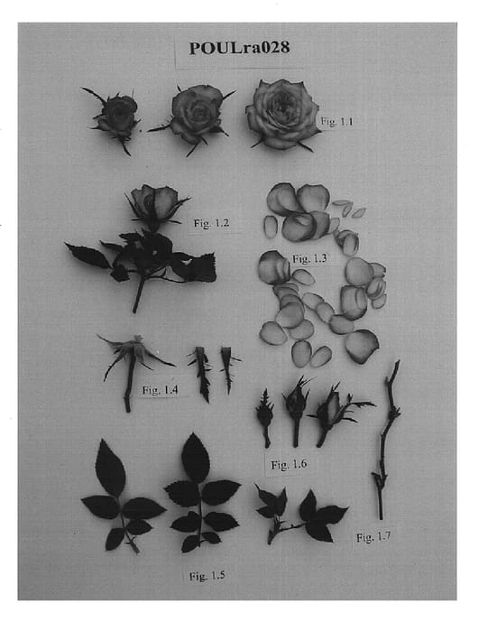Figure 1 of US plant patent PP15120, the photograph of POULra028 printed in the patent.