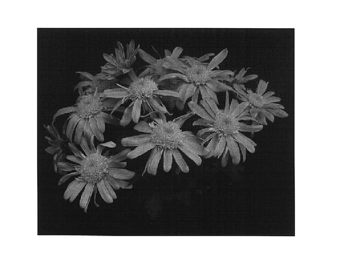 Figure 1 of US plant patent PP15121, the photograph of Honey Yograceland printed in the patent.