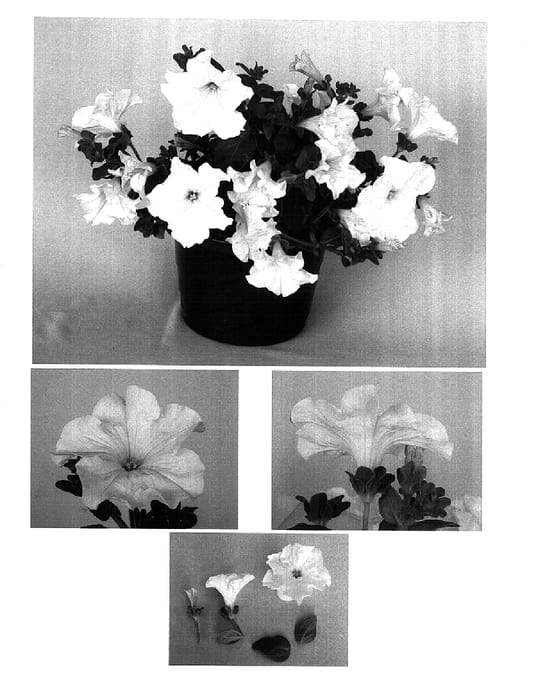 Figure 1 of US plant patent PP15122, the photograph of Bodtruwhi printed in the patent.