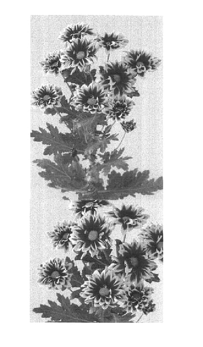 Figure 1 of US plant patent PP15123, the photograph of Orinoco Yellow printed in the patent.