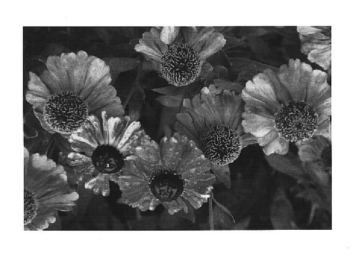 Figure 1 of US plant patent PP15124, the photograph of Helbro printed in the patent.