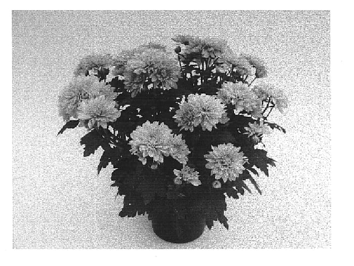 Figure 1 of US plant patent PP15125, the photograph of Padmos Time Pink printed in the patent.