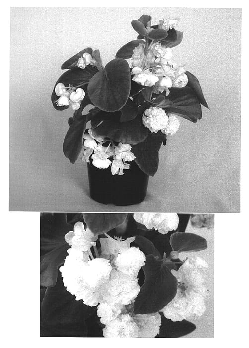 Figure 1 of US plant patent PP15126, the photograph of Gum Drop White printed in the patent.