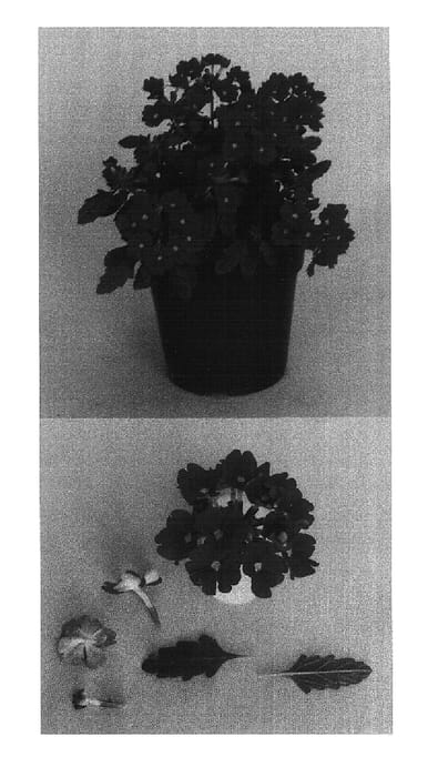 Figure 1 of US plant patent PP15127, the photograph of Bodcomcar printed in the patent.