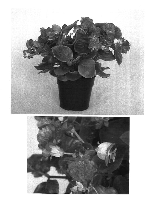 Figure 1 of US plant patent PP15128, the photograph of Gum Drop Mandarin printed in the patent.