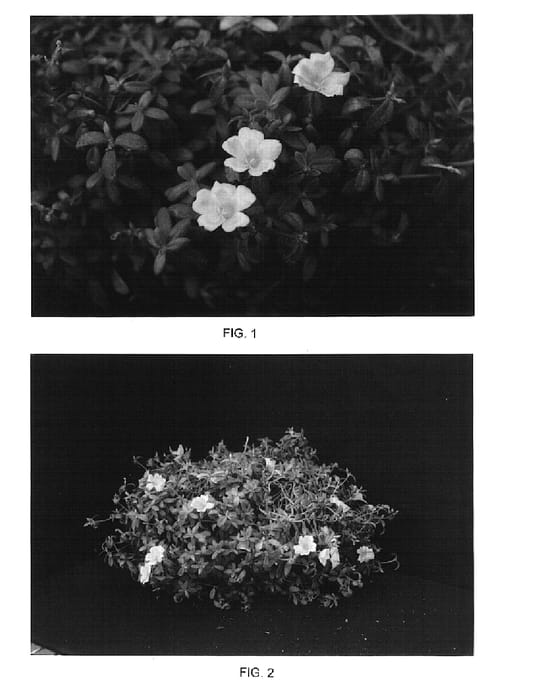 Figure 1 of US plant patent PP15129, the photograph of Yubi Primrose printed in the patent.