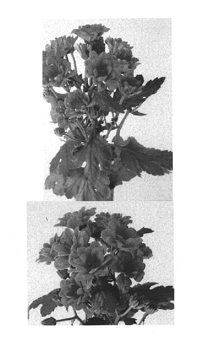 Figure 1 of US plant patent PP15130, the photograph of Managua Orange printed in the patent.