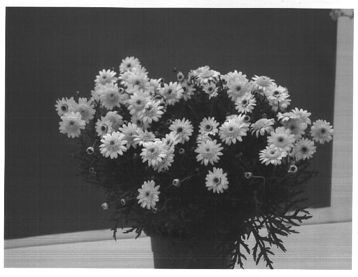 Figure 1 of US plant patent PP15131, the photograph of Danaranblush printed in the patent.