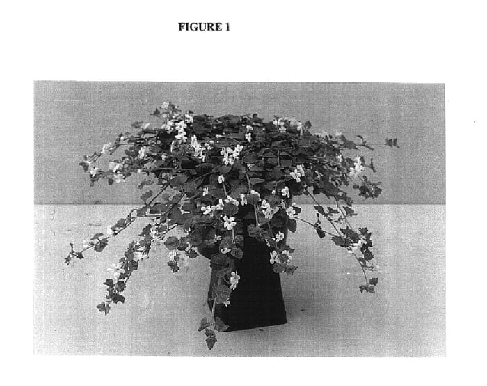 Figure 1 of US plant patent PP15132, the photograph of Balabwhiti printed in the patent.