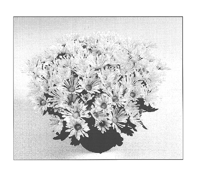 Figure 1 of US plant patent PP15133, the photograph of Safari Time Golden printed in the patent.