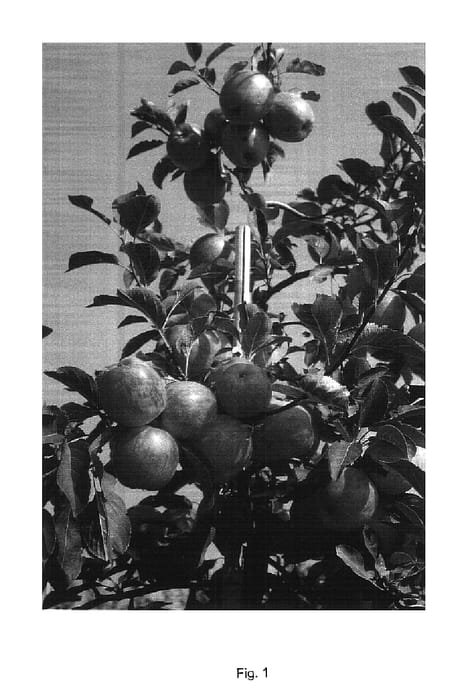 Figure 1 of US plant patent PP15134, the photograph of Rebella printed in the patent.