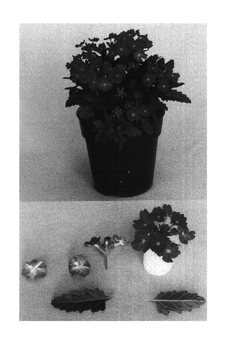 Figure 1 of US plant patent PP15135, the photograph of Bodcomros printed in the patent.
