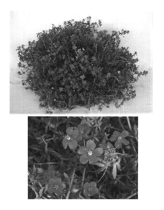Figure 1 of US plant patent PP15136, the photograph of Wildcat Orange printed in the patent.