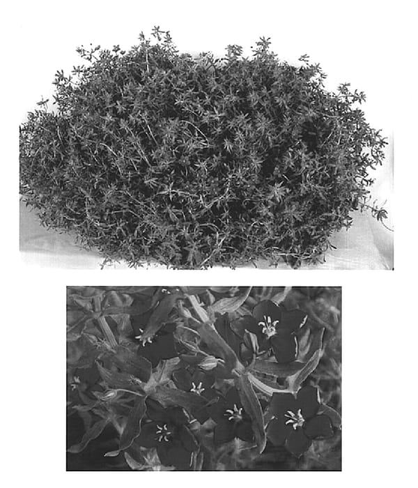 Figure 1 of US plant patent PP15137, the photograph of Wildcat Blue printed in the patent.