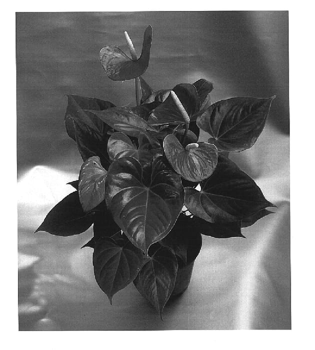 Figure 1 of US plant patent PP15138, the photograph of Gentle Love printed in the patent.