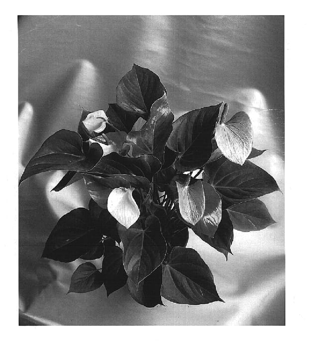 Figure 1 of US plant patent PP15139, the photograph of Changing Love printed in the patent.
