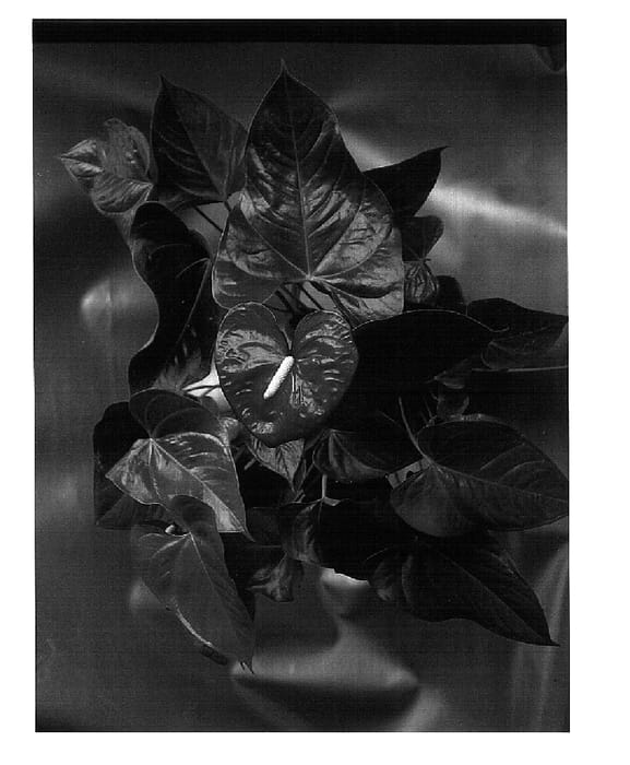 Figure 1 of US plant patent PP15140, the photograph of 2000-22 printed in the patent.
