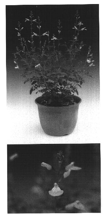 Figure 1 of US plant patent PP15141, the photograph of Sunsaruoro printed in the patent.