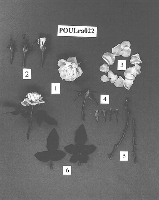 Figure 1 of US plant patent PP15142, the photograph of POULra022 printed in the patent.