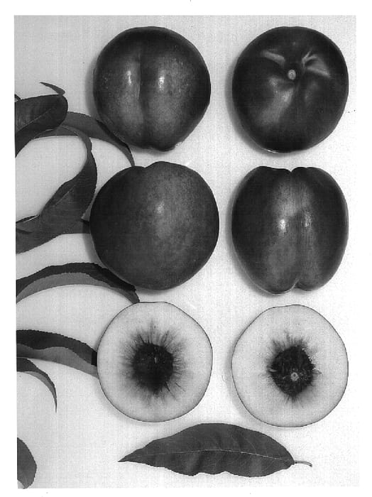 Figure 1 of US plant patent PP15143, the photograph of August Bright printed in the patent.