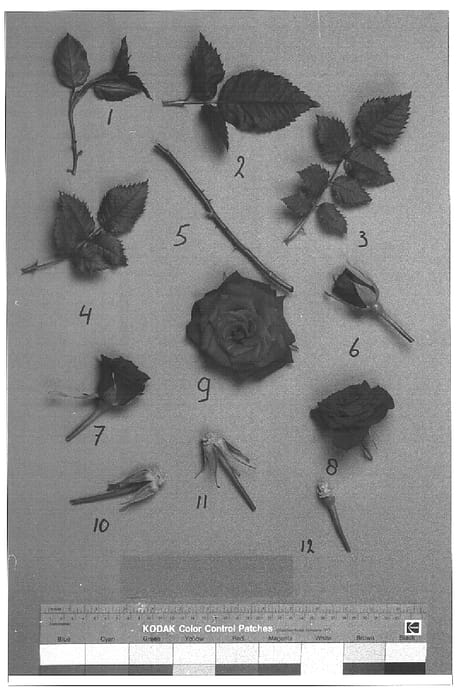 Figure 1 of US plant patent PP15144, the photograph of Ruimx19 printed in the patent.