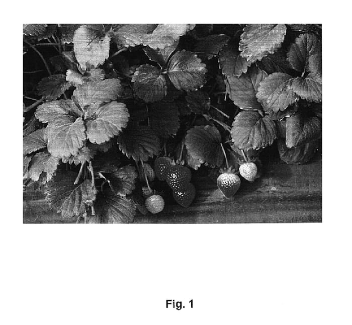 Figure 1 of US plant patent PP15145, the photograph of Driscoll Lanai printed in the patent.