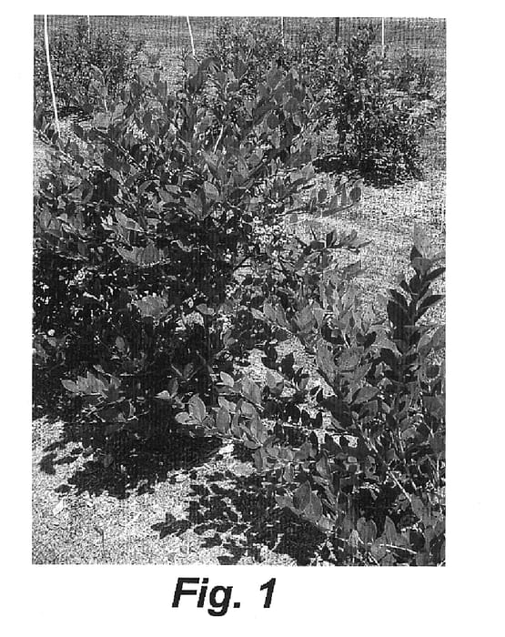 Figure 1 of US plant patent PP15146, the photograph of Liberty printed in the patent.