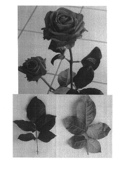 Figure 1 of US plant patent PP15147, the photograph of Scholtec printed in the patent.