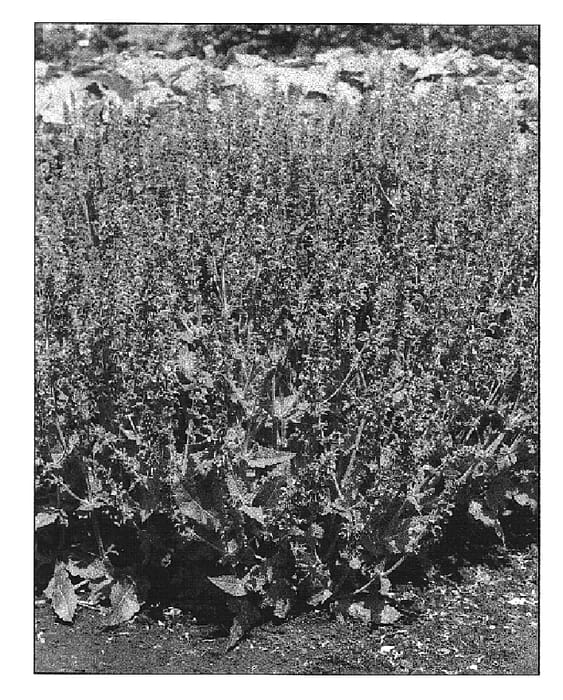 Figure 1 of US plant patent PP15148, the photograph of Rhapsody in Blue printed in the patent.