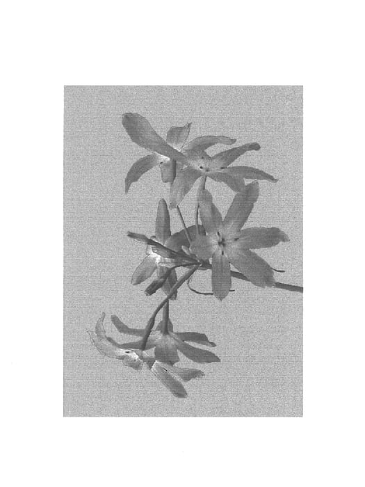 Figure 1 of US plant patent PP15149, the photograph of Elena printed in the patent.