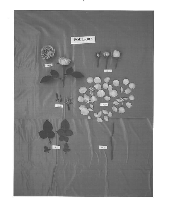 Figure 1 of US plant patent PP15150, the photograph of POULac018 printed in the patent.