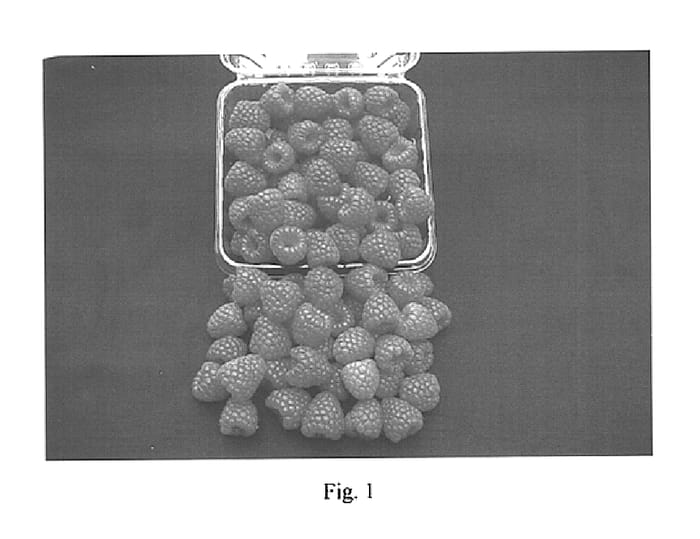 Figure 1 of US plant patent PP15151, the photograph of PS-1703 printed in the patent.