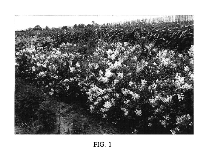 Figure 1 of US plant patent PP15152, the photograph of Baildust printed in the patent.