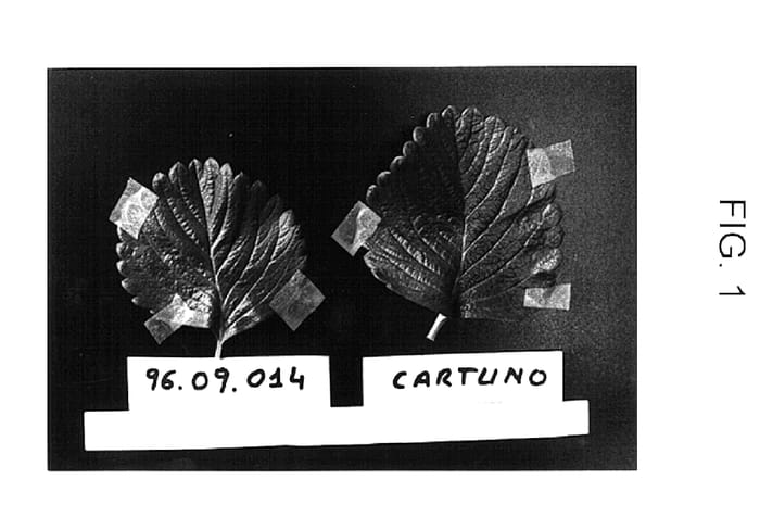 Figure 1 of US plant patent PP15153, the photograph of Plahuelfre printed in the patent.