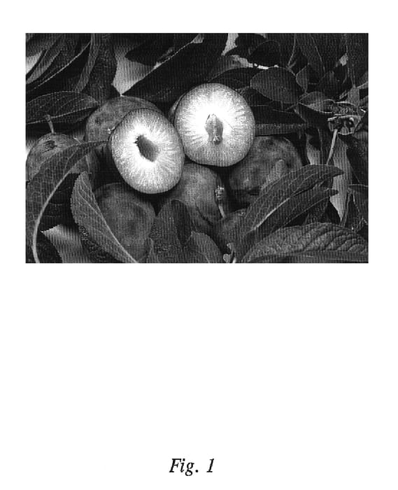 Figure 1 of US plant patent PP15154, the photograph of HoneySweet printed in the patent.