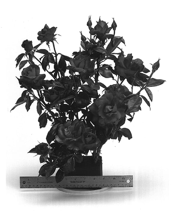 Figure 1 of US plant patent PP15155, the photograph of WEKpaltlez printed in the patent.