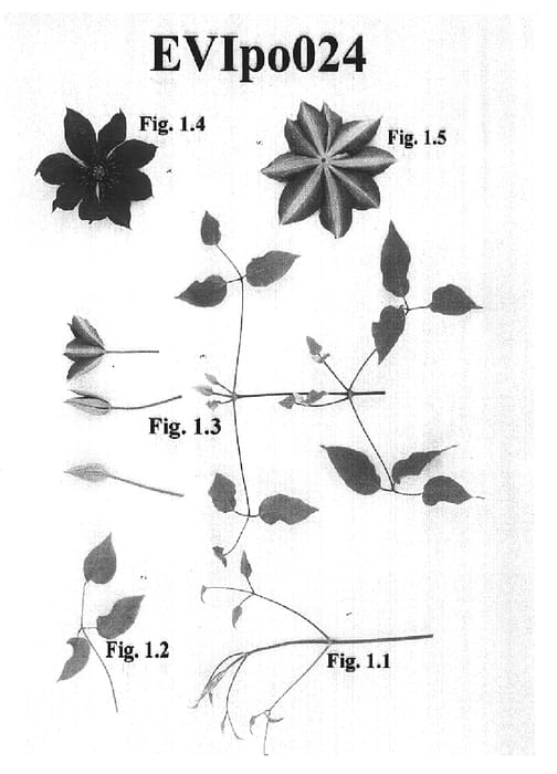 Figure 1 of US plant patent PP15156, the photograph of EVIpo024 printed in the patent.