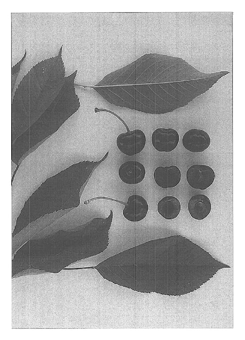 Figure 1 of US plant patent PP15157, the photograph of Glenoia printed in the patent.