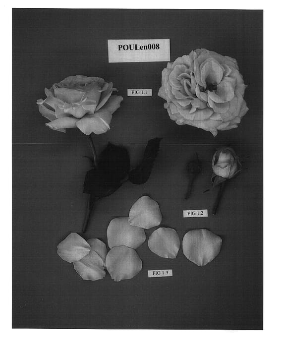 Figure 1 of US plant patent PP15158, the photograph of POULen008 printed in the patent.