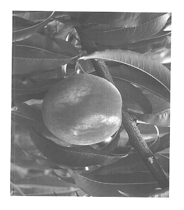 Figure 1 of US plant patent PP15159, the photograph of White River printed in the patent.