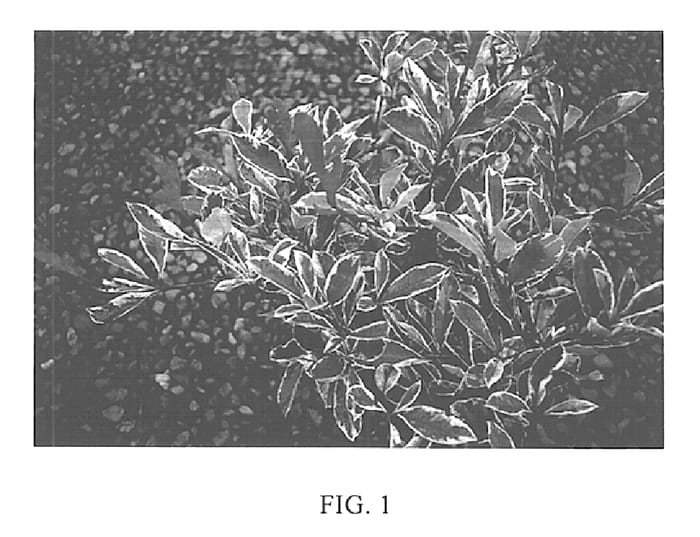 Figure 1 of US plant patent PP15160, the photograph of Cassini printed in the patent.