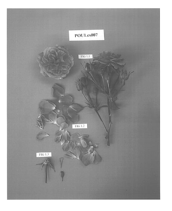 Figure 1 of US plant patent PP15161, the photograph of POULcs007 printed in the patent.
