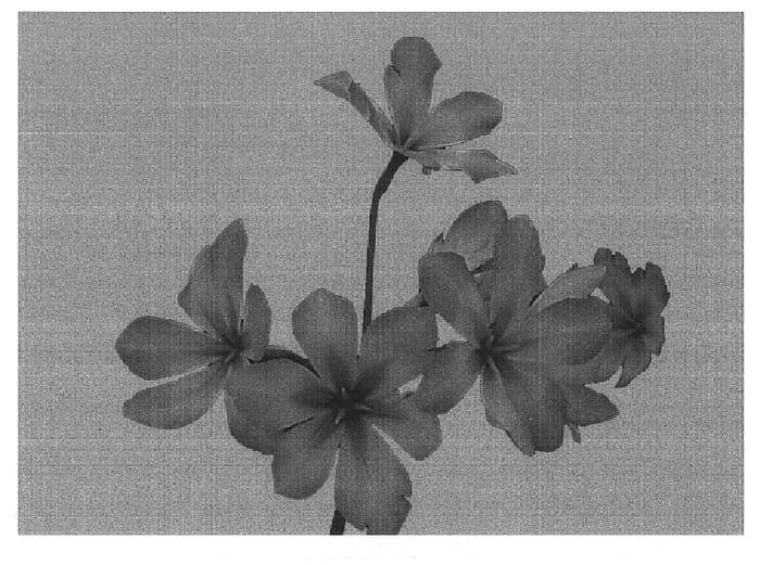 Figure 1 of US plant patent PP15162, the photograph of Gabriela printed in the patent.